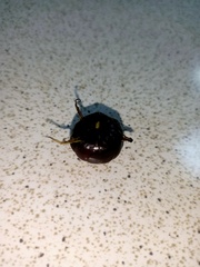 Cyclocodon lancifolius