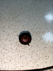 Cyclocodon lancifolius