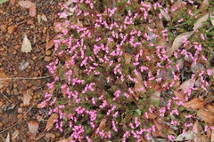 Stylidium recurvum