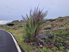 Phoenix canariensis