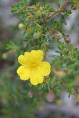 Hibbertia hypericoides