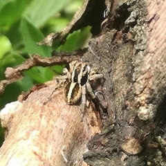 Aelurillus v-insignitus