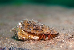 Paguristes frontalis