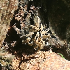 Aelurillus v-insignitus