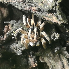 Aelurillus v-insignitus