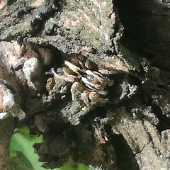 Aelurillus v-insignitus