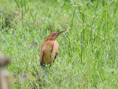 Ixobrychus cinnamomeus