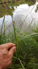 Cyperus expansus