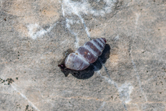 Chondrina kobelti