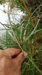 Cyperus expansus