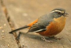 Microspingus lateralis