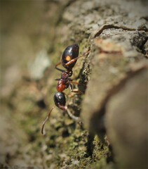 Dolichoderus quadripunctatus
