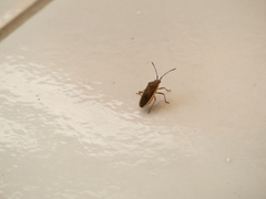 Catorhintha selector