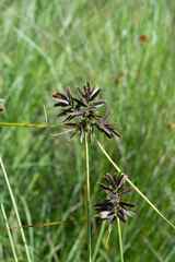 Cyperus nitidus