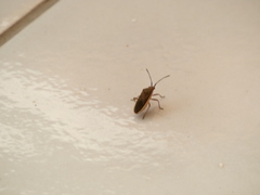 Catorhintha selector