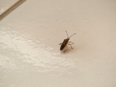 Catorhintha selector