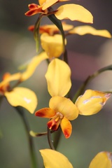 Diuris corymbosa