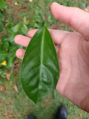 Pereskia aculeata