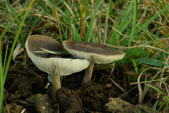 Melanoleuca melaleuca