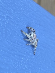 Paraphidippus