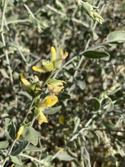 Anthyllis cytisoides