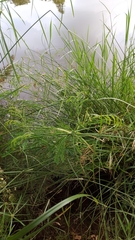 Cyperus expansus