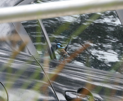 Malurus cyaneus cyanochlamys