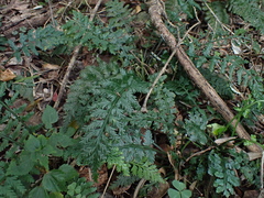 Asplenium rutifolium