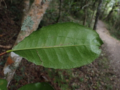 Elaeodendron croceum