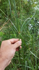 Cyperus expansus
