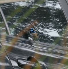 Malurus cyaneus cyanochlamys