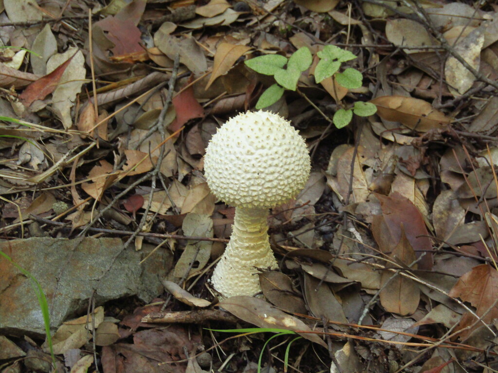 Amanita virgineoides · October 2022 · photo: © geologyistheway (iNaturalist, cc-by)