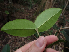 Chionanthus