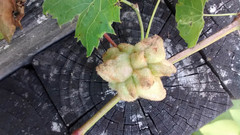 Ampelomyia vitiscoryloides