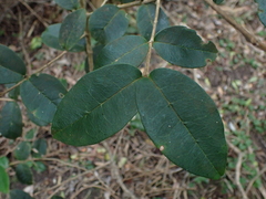 Chionanthus