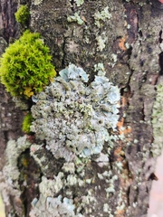 Punctelia jeckeri