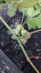 Ampelomyia vitiscoryloides