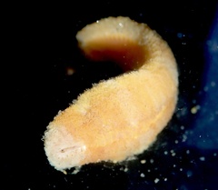 Euphrosine aurantiaca