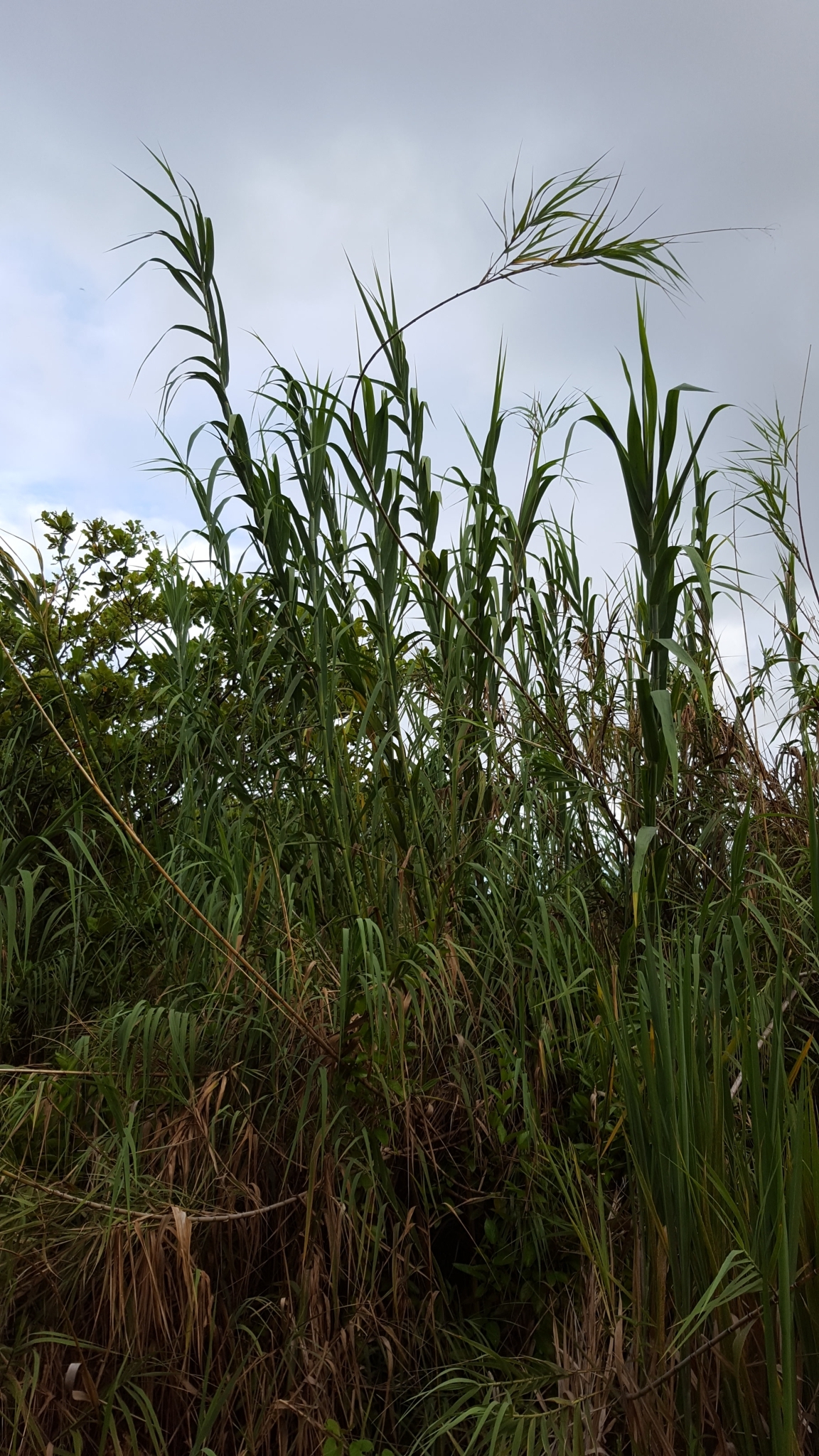 (c) François Rousseu, certains droits réservés (CC BY-NC) https://www.inaturalist.org/observations/145106639