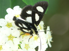 Alypia octomaculata