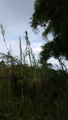 Phragmites mauritianus