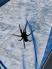 Cyrtopholis portoricae