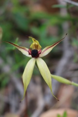 Caladenia macrostylis