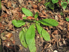 Pentanema squarrosum