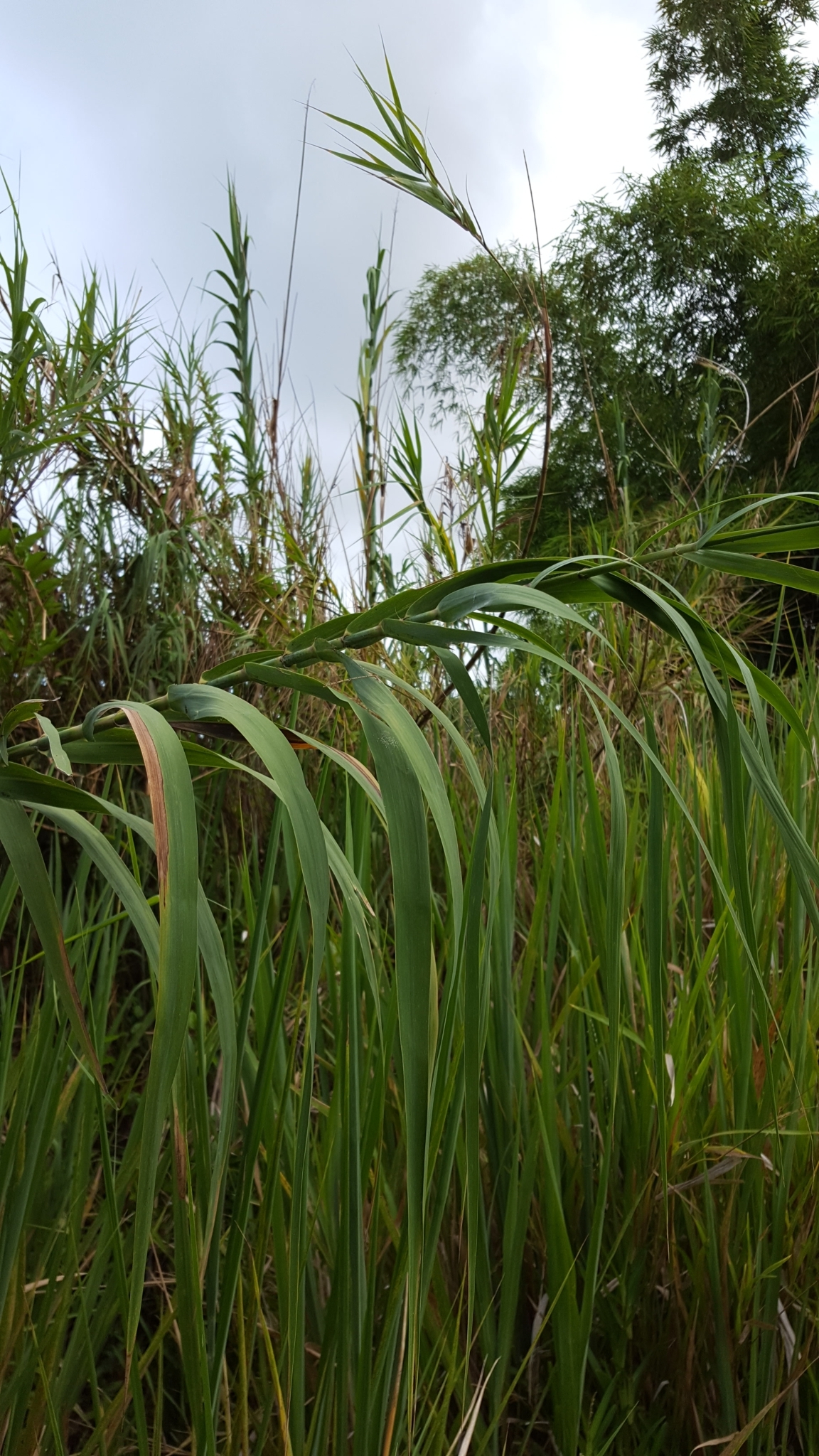(c) François Rousseu, certains droits réservés (CC BY-NC) https://www.inaturalist.org/observations/145106639