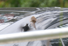 Malurus cyaneus cyanochlamys