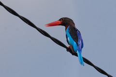 Halcyon cyanoventris