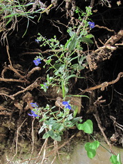 Veronica umbrosa