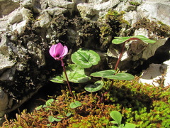 Cyclamen coum