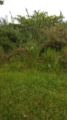 Phragmites mauritianus